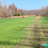 246 ac - Premium Hunting Tract with Camp images 4