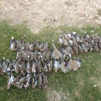 Seasonal Dove Lease on 350 Acres
