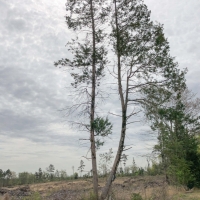87 Acres &nbsp; FM 1399 &nbsp; Tract 1016 images 3