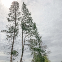87 Acres &nbsp; FM 1399 &nbsp; Tract 1016 images 4