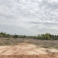 87 Acres &nbsp; FM 1399 &nbsp; Tract 1016 images 5