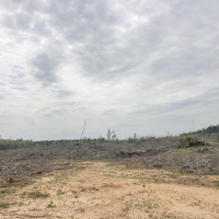 152 Acres &nbsp; CR 1779 &nbsp; Tract 1019 East images 4