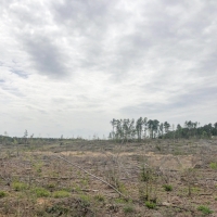 152 Acres &nbsp; CR 1779 &nbsp; Tract 1019 East images 6