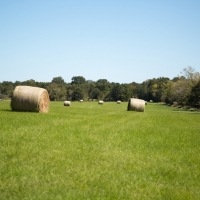 356 Acres &nbsp; Bedias Ranch &nbsp; FM 1696 images 6