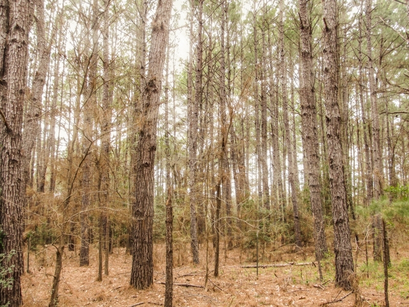 96 Acres &nbsp; CR 2107 featured image