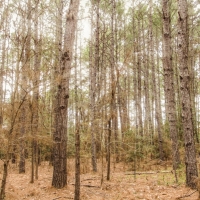 96 Acres &nbsp; CR 2107