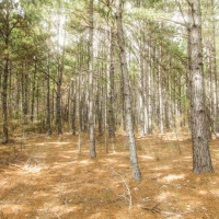 96 Acres &nbsp; CR 2107 images 3