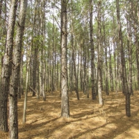 96 Acres &nbsp; CR 2107 images 5