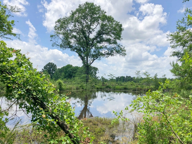 315 Acres &nbsp; Cooke Creek CR 1214 featured image