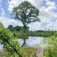 315 Acres &nbsp; Cooke Creek CR 1214
