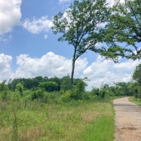 315 Acres &nbsp; Cooke Creek CR 1214 images 2
