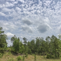 66 Acres &nbsp; Tyler County Getaways images 2