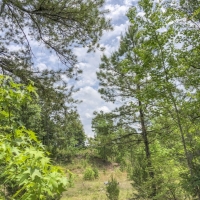 66 Acres &nbsp; Tyler County Getaways images 3