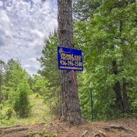 66 Acres &nbsp; Tyler County Getaways images 6