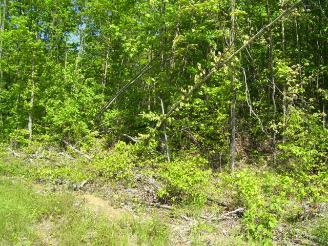 Lot 372 East Obey Lane featured image