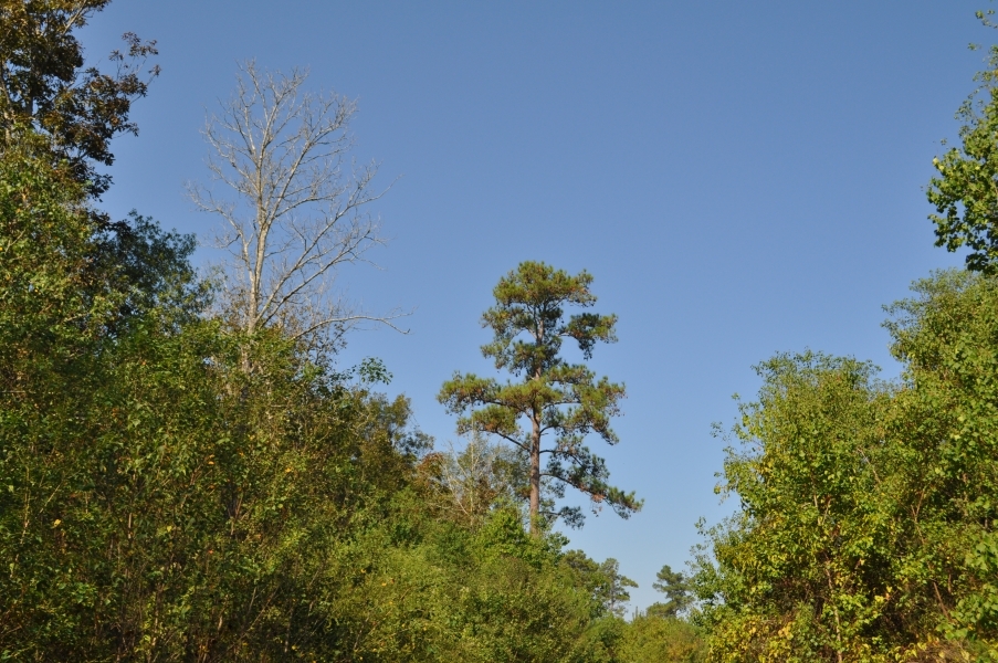 130 Acres &nbsp; Milvid &nbsp; CR 2134 featured image