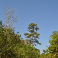 130 Acres &nbsp; Milvid &nbsp; CR 2134 images 1