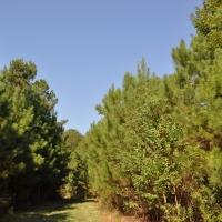130 Acres &nbsp; Milvid &nbsp; CR 2134 images 2
