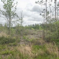 292 Acres &nbsp; Post Oak Road images 2
