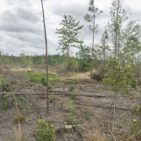 292 Acres &nbsp; Post Oak Road images 4