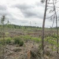 292 Acres &nbsp; Post Oak Road images 5