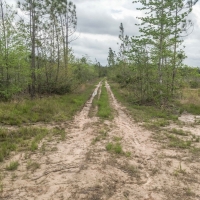 292 Acres &nbsp; Post Oak Road images 6