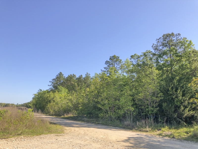 227 Acres Devers Woods Hunting Land for Sale