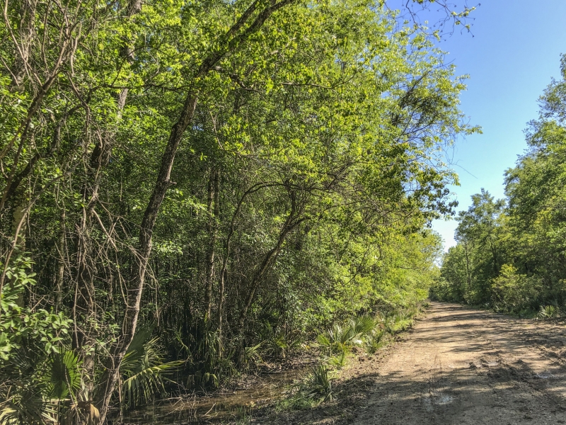 227 Acres Devers Woods Hunting Land for Sale