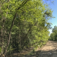 227 Acres &nbsp; Devers  Woods images 2
