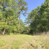 227 Acres &nbsp; Devers  Woods images 5