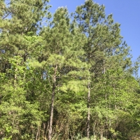 227 Acres &nbsp; Devers  Woods images 6