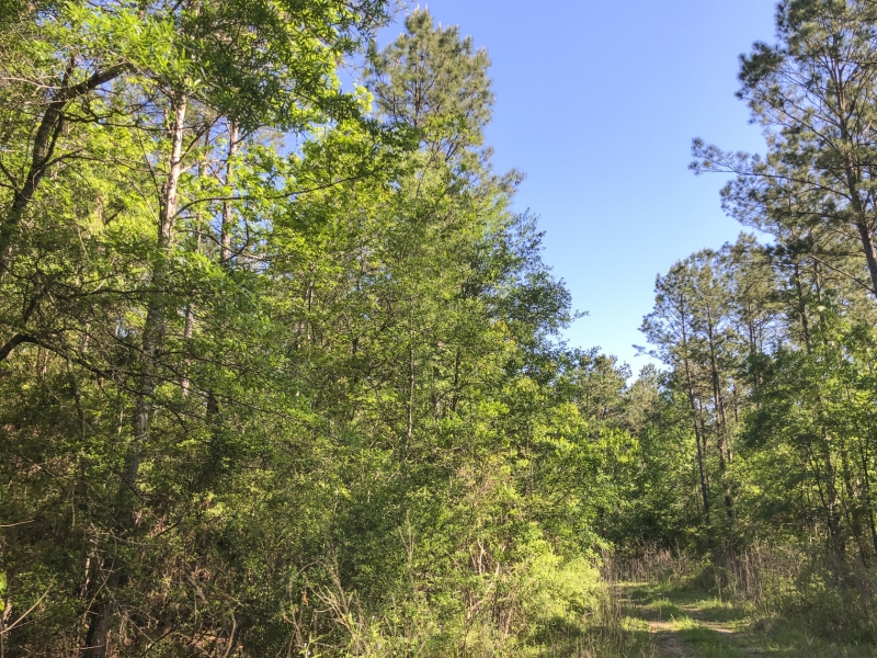 94 Acres Devers Woods Hunting Land for Sale