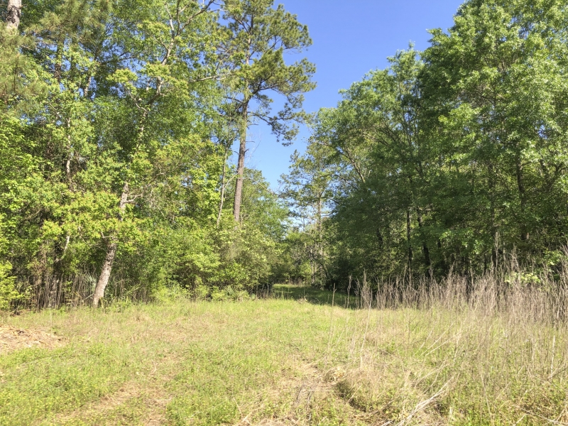 94 Acres Devers Woods Hunting Land for Sale