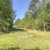 47 Acres &nbsp; Devers  Woods images 4