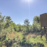 47 Acres &nbsp; Devers  Woods images 5