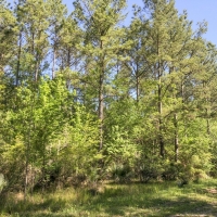 47 Acres &nbsp; Devers  Woods images 6