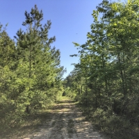 32 Acres &nbsp; Devers  Woods images 2