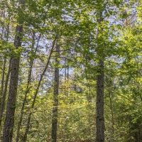 32 Acres &nbsp; Devers  Woods images 3