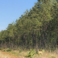 32 Acres &nbsp; Devers  Woods images 5