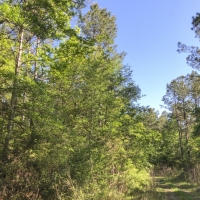 32 Acres &nbsp; Devers  Woods images 6
