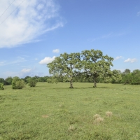 55 Acres &nbsp; FM 1374 &nbsp; Smith Ranch images 3