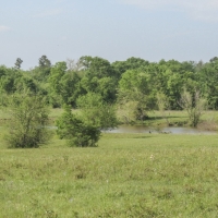 55 Acres &nbsp; FM 1374 &nbsp; Smith Ranch images 5