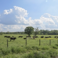 48 Acres &nbsp; Robinson Creek Road &nbsp; Smith Ranch images 4