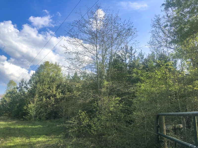 55 Acres &nbsp; FM 1247 featured image