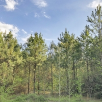 55 Acres &nbsp; FM 1247 images 6