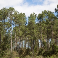 9.087 Acres &nbsp; CR 3150 images 4