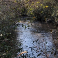 55 Acres in Lamar County in Lumberton  MS images 2