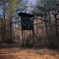 55 Acres in Lamar County in Lumberton  MS images 4