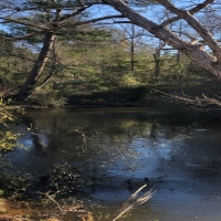 55 Acres in Lamar County in Lumberton  MS images 5