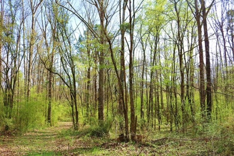 65 Acres in Hinds County in Raymond  MS featured image